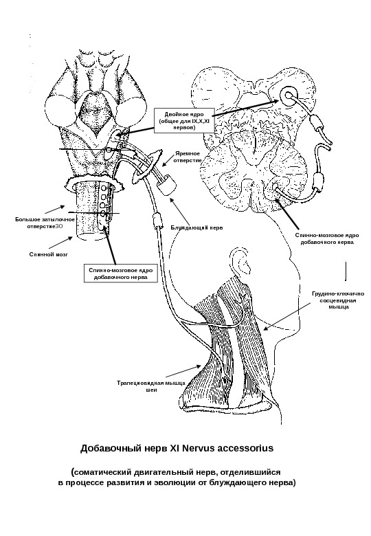 Добавочный нерв. Добавочный нерв схема. Добавочный нерв анатомия схема. Добавочный нерв ядра схема. Добавочный нерв схема пути.