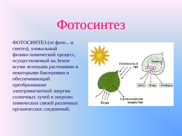 Фотосинтез том 1. Фотосинтез. Процесс фотосинтеза. Схема фотосинтеза у растений. Фотосинтез это в биологии.