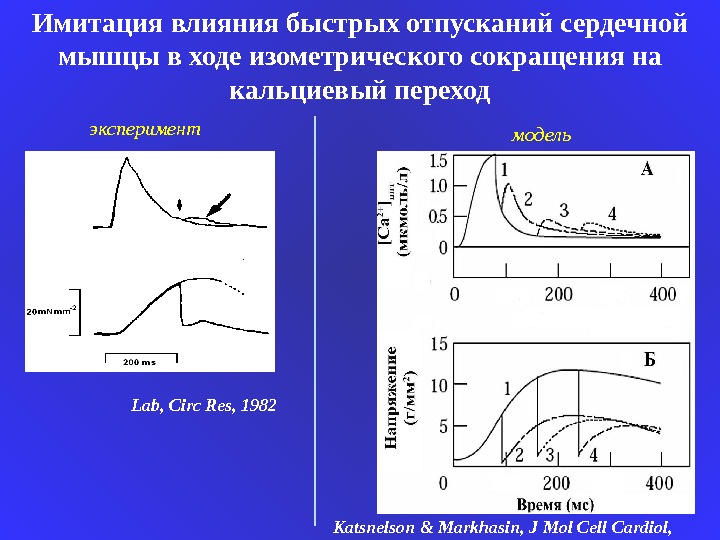 Сокращение сердечной мышцы. Математическое моделирование мышечного сокращения. Мышечное сокращение сердца. Изометрическое сокращение.