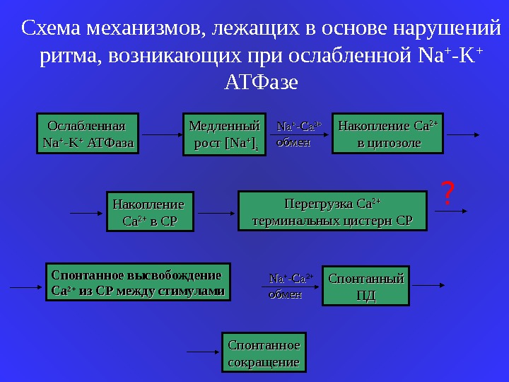 Какой механизм лежит в основе. Регуляция сердечных сокращений схема. Механизмы регуляции ЧСС. Математическое моделирование мышечного сокращения. Вегетативные механизмы лежащие в основе изменения ЧСС.