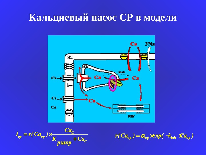 Кальциевый. Кальциевый насос (са2+-АТФАЗА). Кальциевый насос (ca2+-aefase). Кальциевый насос механизм. Кальциевый насос ретикулума.