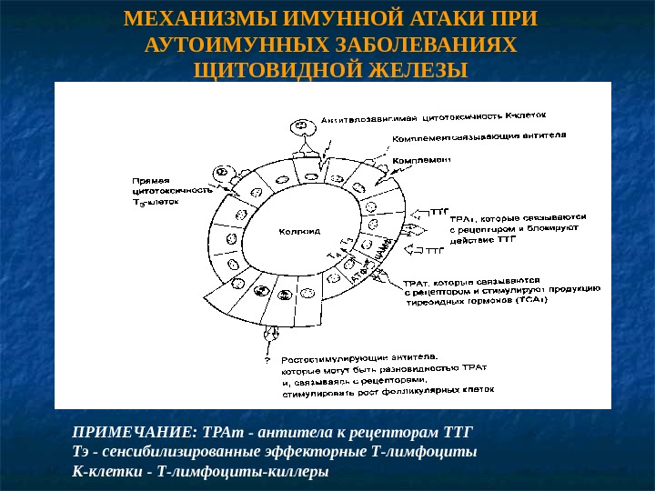 Антитела к рецепторам. Антитела к рецептору ТТГ при аутоиммунном тиреоидите. Маркеры аутоиммунных заболеваний щитовидной железы. Лимфоциты при аутоиммунном тиреоидите. Как отличить АИТ от ДТЗ.