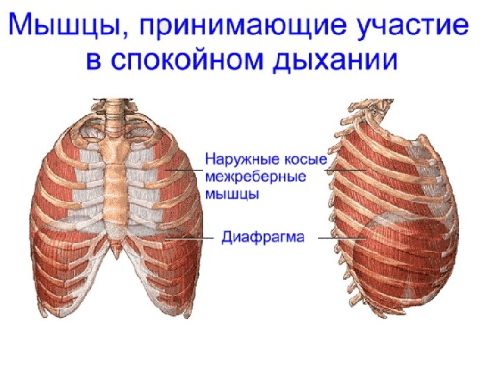 Мышцы диафрагмы. Диафрагма и наружные межреберные мышцы. Межреберные мышцы анатомия. Межреберные мышцы и диафрагма. Дыхательные мышцы человека.