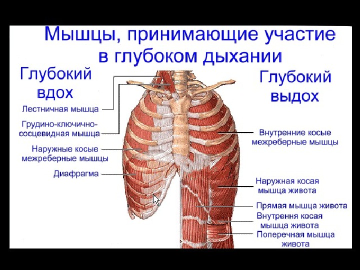 Рассмотрите картинку и укажите под какими цифрами указаны мышцы работающие при вдохе