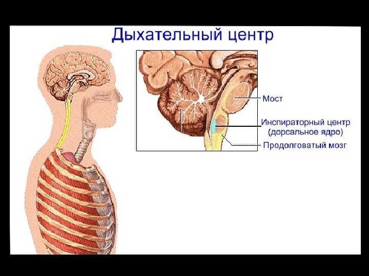 Центр дыхания в мозге. Дыхательный центр продолговатого мозга. Дыхательный центр в мозге. Дыхательный центр располагается. Продолговатый мозг центр дыхания.