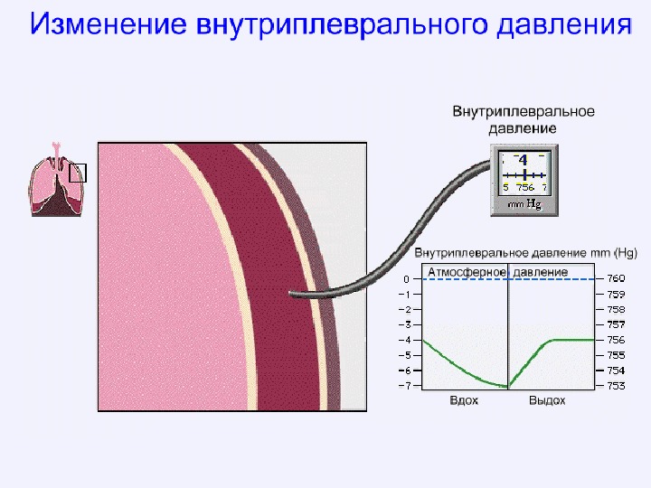 Объясните изменения. Изменение внутриплеврального давления. Роль внутриплеврального давления. Роль внутриплеврального давления в дыхании. Величина внутриплеврального давления.