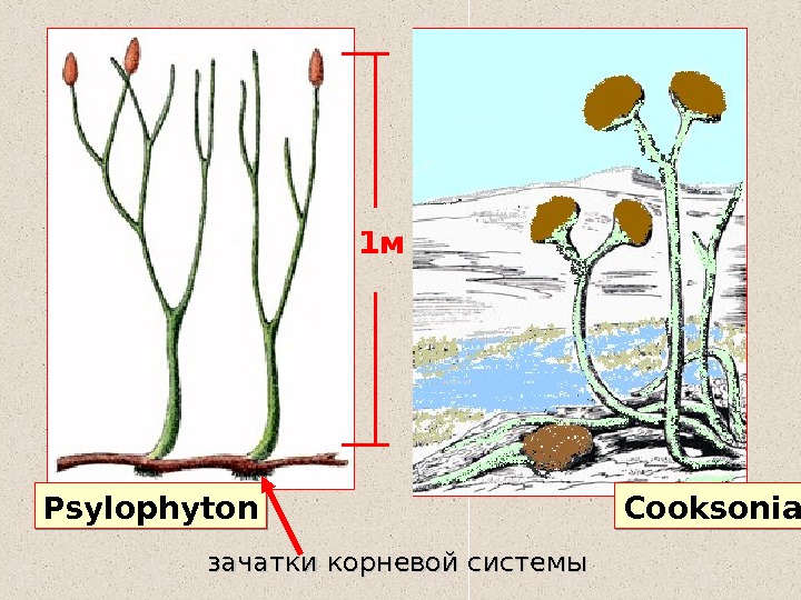 На рисунке изображен псилофиты