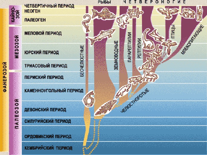 Геологическая эволюция презентация