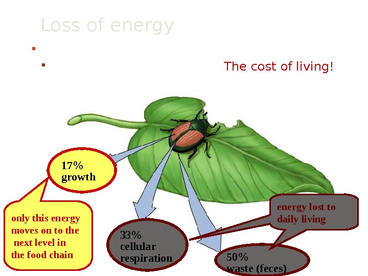 Chapter 3 ECOSYSTEM ECOLOGY Energy Flow Throuth Ecosystem