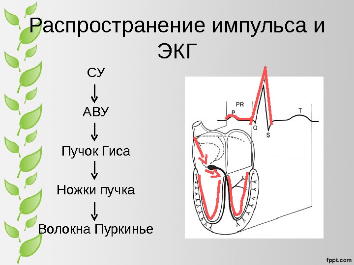 История экг презентация