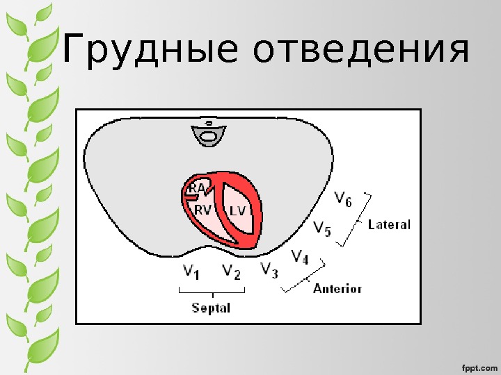 История экг презентация