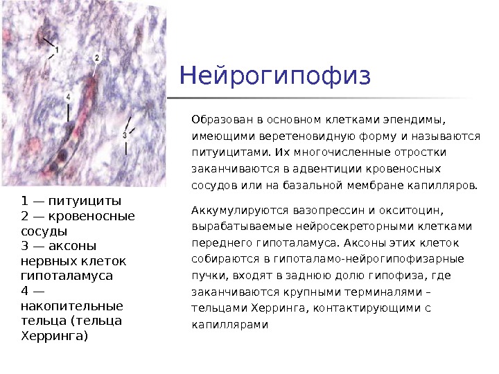 Доли гипофиза гистология