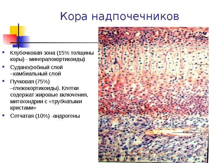 Кора надпочечников фото