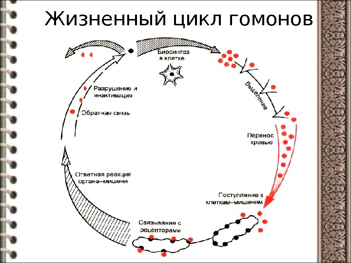 Схема бх для собак