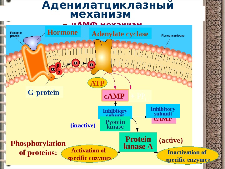 Аденилатциклазная система схема