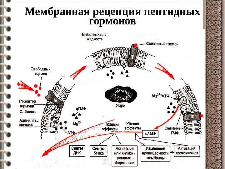 Схема внутриклеточной рецепции гормонов для которых характерен внутриклеточный тип рецепции