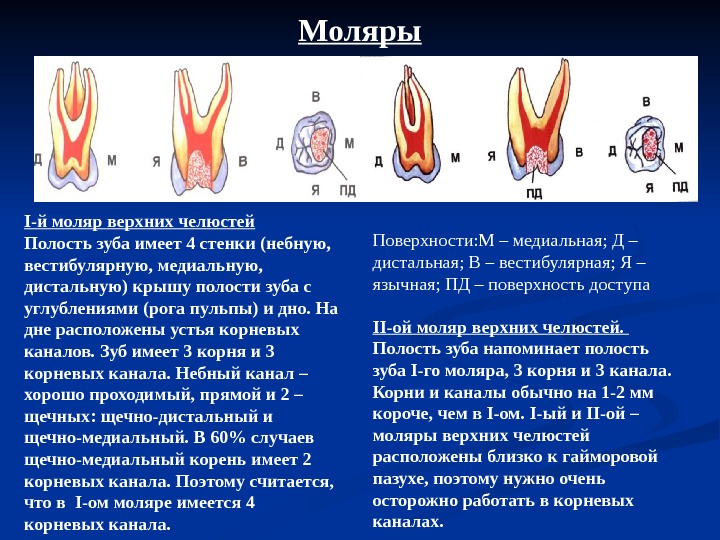 Эндодонтическое лечение презентация