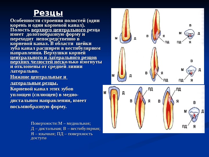 Повторное эндодонтическое лечение презентация