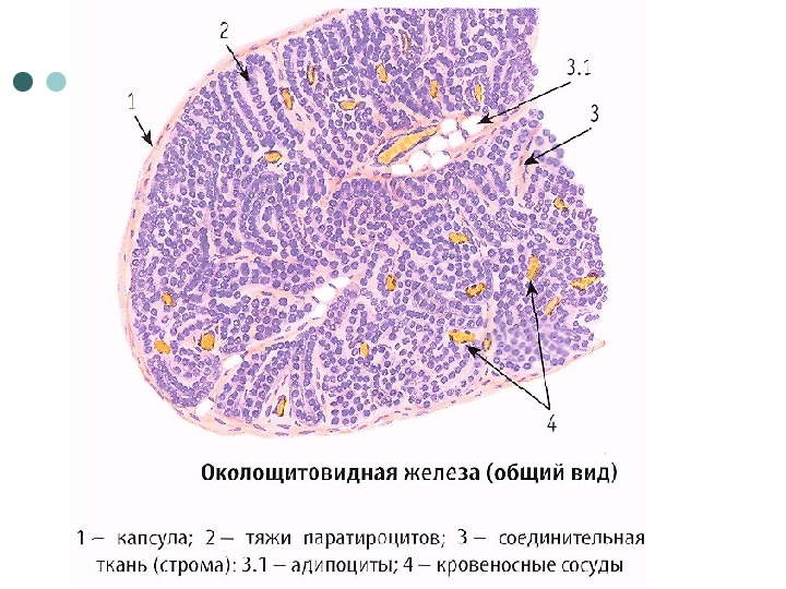 Предстательная железа гистология рисунок