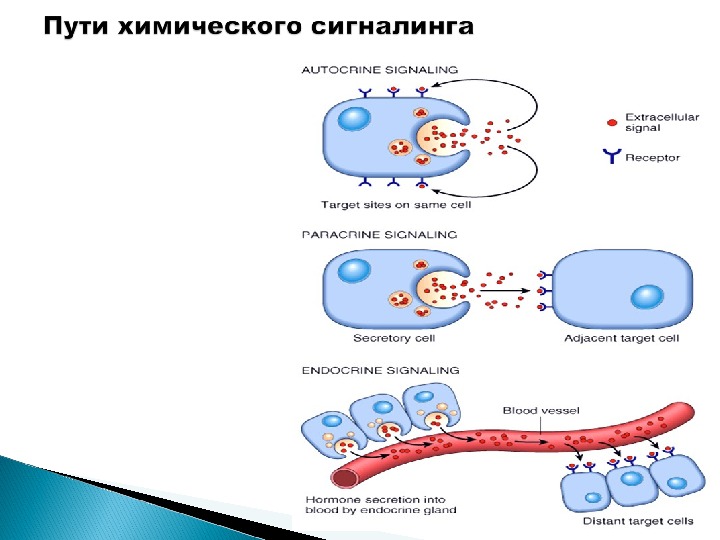 Химический путь. Паракринное действие гормонов схема. Аутокринная регуляция цитокины. Аутокринный механизм действия гормонов. Эндокринный паракринный и аутокринный типы регуляции.