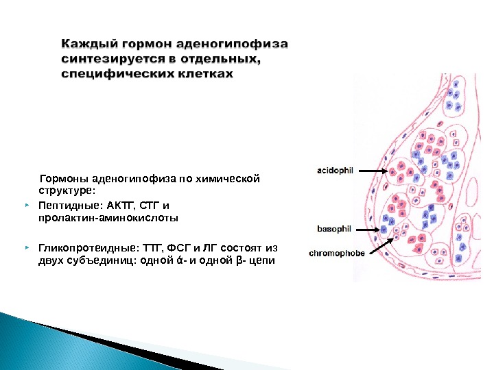 Гормоны аденогипофиза