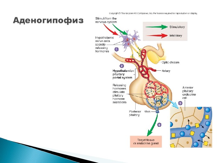 Аденогипофиз. Нейро и аденогипофиз. Эндокринные клетки аденогипофиза. Туберальная часть аденогипофиза гормоны.