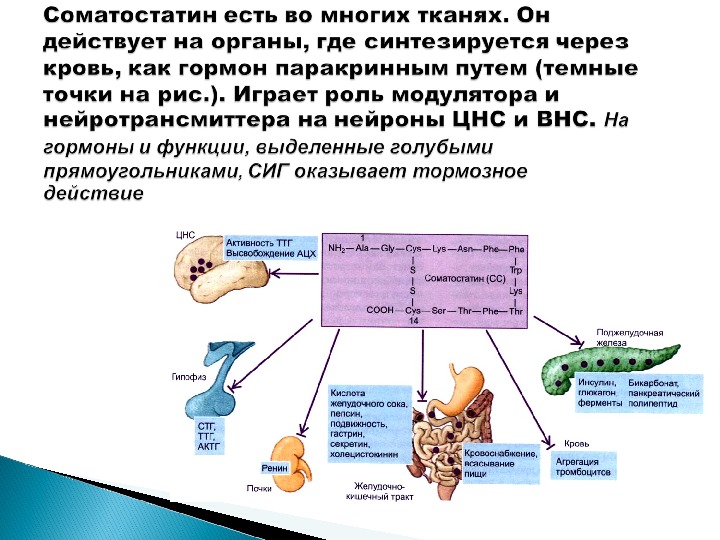 Соматостатин поджелудочной железы. Соматостатин поджелудочной железы функция. Соматостатин функции гормона. Гормоны поджелудочной железы соматостатин. Соматостатин где синтезируется.
