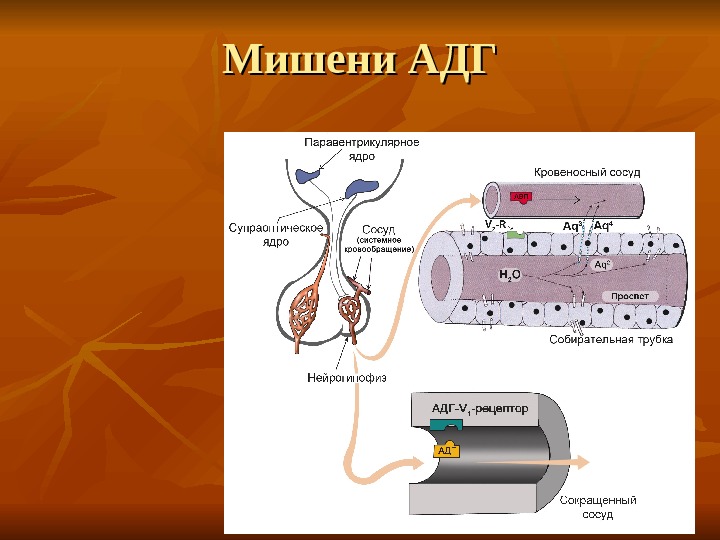 Клетки органы мишени. АДГ органы мишени. АДГ клетки мишени. Антидиуретический гормон органы мишени. Вазопрессин клетки мишени.