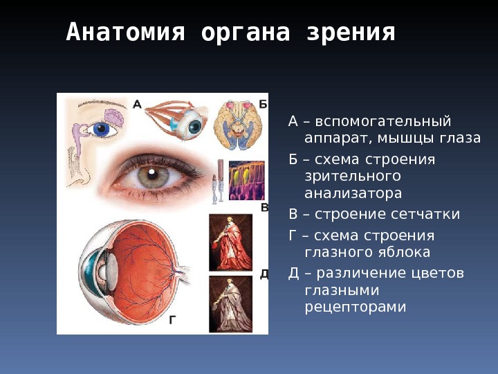 Зрительный анализатор строение органа зрения