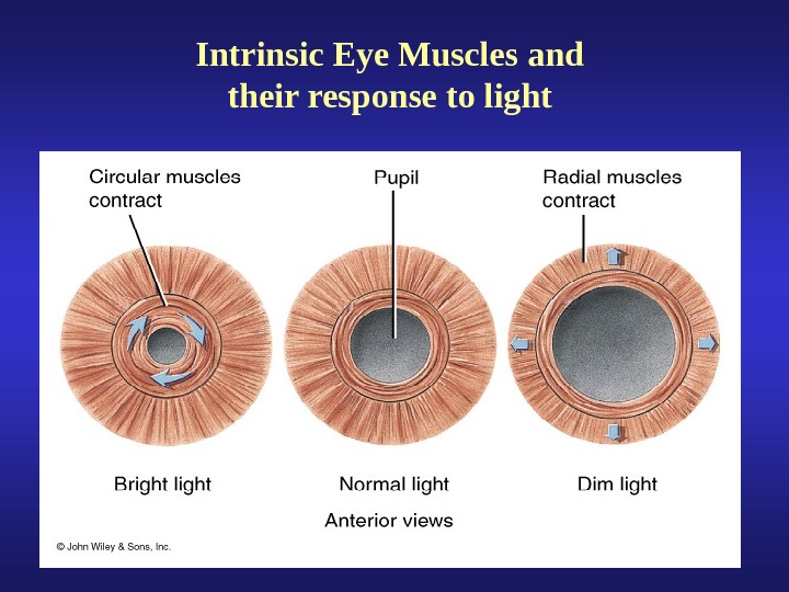 External Anatomy of the Eye Lacrimal Apparatus