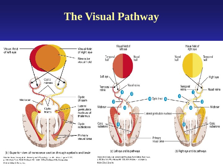 External Anatomy of the Eye Lacrimal Apparatus