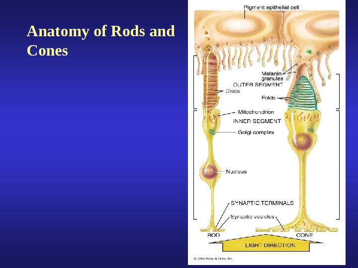 External Anatomy of the Eye Lacrimal Apparatus