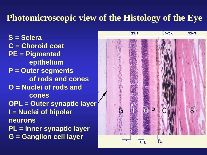 External Anatomy of the Eye Lacrimal Apparatus