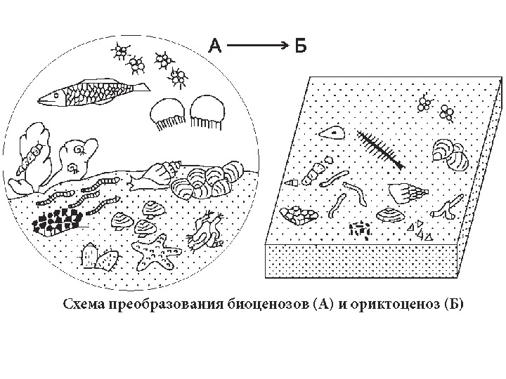 Схема риф микробиология