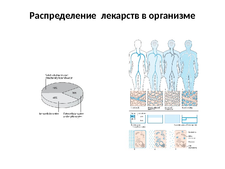 Путь распределения