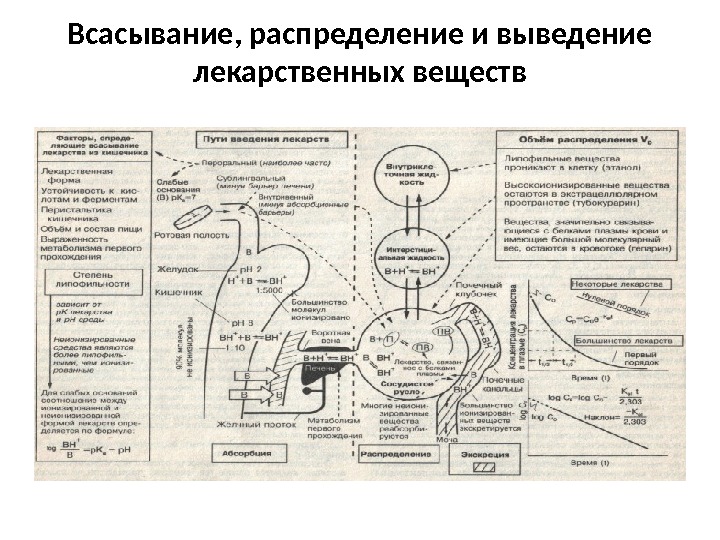 Схему транспорта витамина в пищеварительном тракте