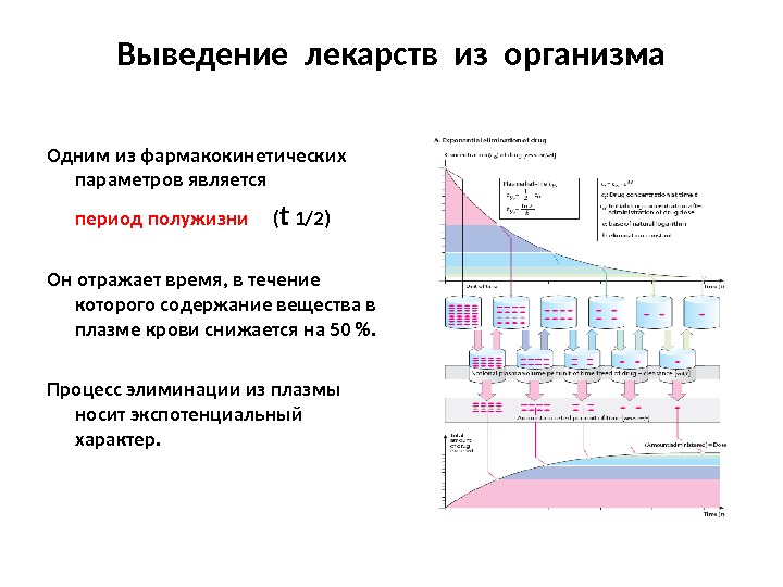 Время выведения организма