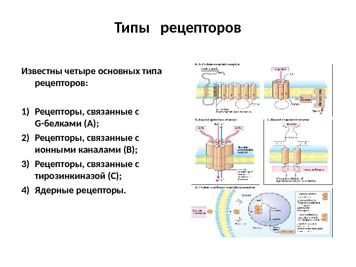 Место рецепторов. 4 Типа рецепторов. 4 Типа рецепторов фармакология. Типы рецепторов 1 2 3 4. Рецепторы i-го типа это:.