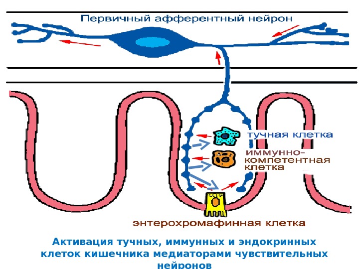 Энтеральная нервная система. Метасимпатический отдел автономной нервной системы. Метасимпатическая нервная система строение. Функциональный модуль метасимпатической системы. Метасимпатическая нервная система кишечника.