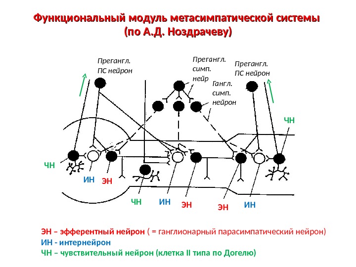 Энтеральная нервная система. Схема рефлекторной дуги метасимпатической нервной системы. Метасимпатическая нервная система физиология рефлекторная дуга. Функциональный модуль метасимпатической системы. Метасимпатическая рефлекторная дуга схема.