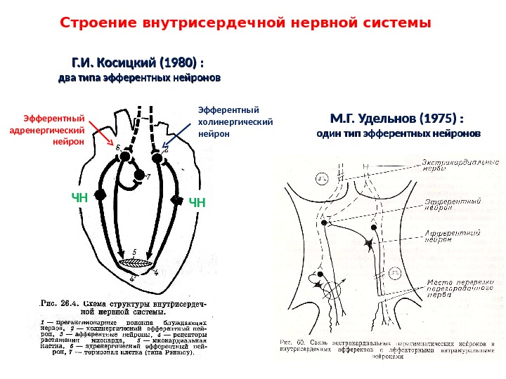 Схема рефлекторной дуги внутрисердечного рефлекса