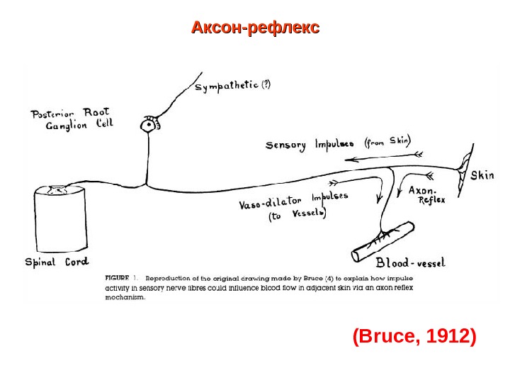 Схема аксон рефлекса