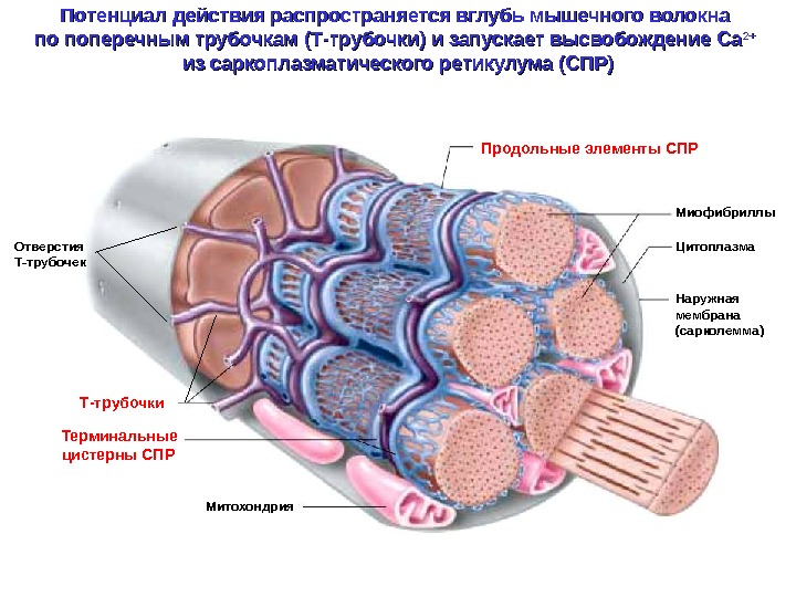 Сателлит чайковский авто