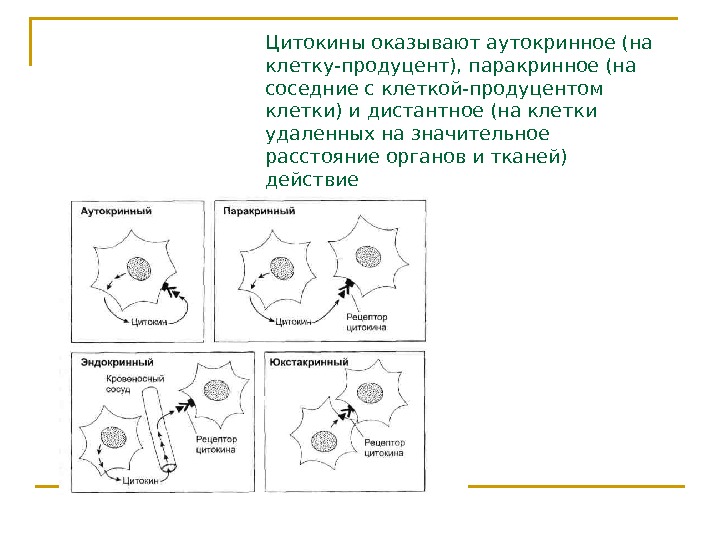 Клетки продуценты цитокинов схема