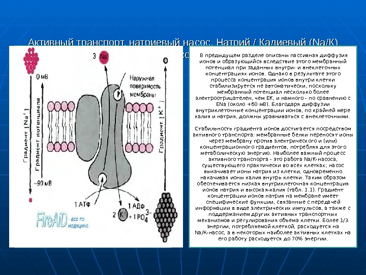 Активный транспорт насосы. Натриево калиевый насос физиология. Механизм калий натриевого насоса физиология. Механизм транспорта натрий-калиевого насоса. Натрий-калиевый насос мембранный потенциал.