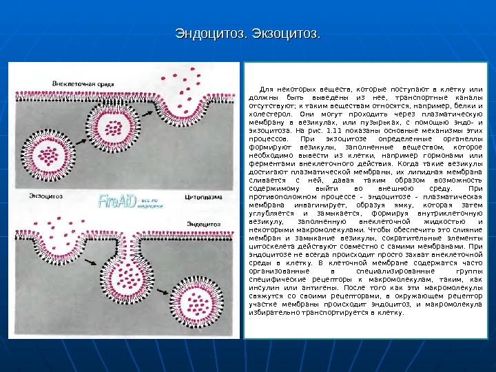 Схема эндоцитоз и экзоцитоз