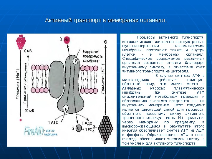 Активный транспорт мембраны. Активный транспорт в мембранах органелл. Активный транспорт физиология. Процесс активного транспорта. Мембранный транспорт физиология.
