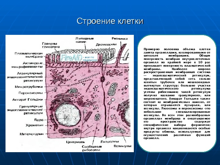 Поверхность клетки. Цитозоль клетки это. Цитозоль это в биологии. Цитозоль строение и функции таблица.