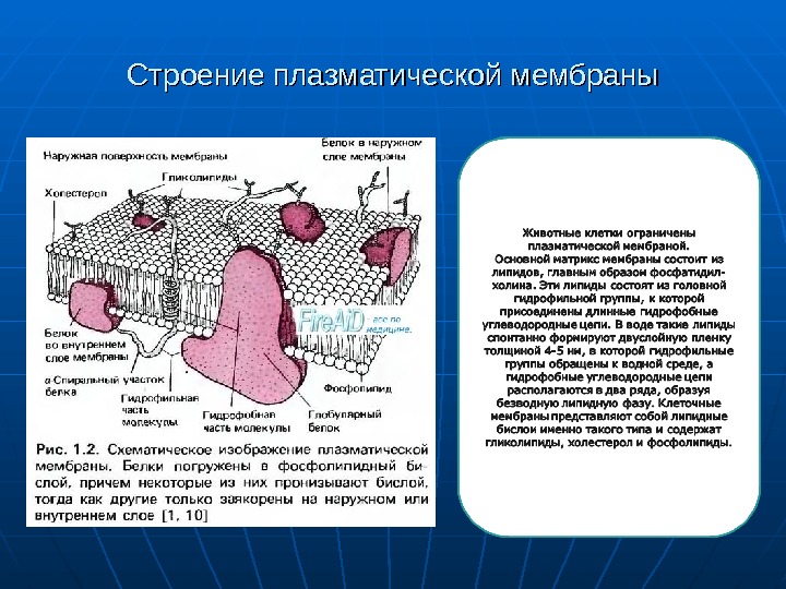 Строение плазматической мембраны. Структура плазматической мембраны строение. Наружная плазматическая мембрана строение и функции. Строение плазматической мембраны таблица.