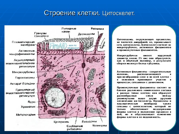 Цитоскелет строение и функции. Структура цитоскелета клетки. Строение цитоскелета эпителиальных клеток. Строение и функции цитоскелета. Цитоскелет клетки строение.